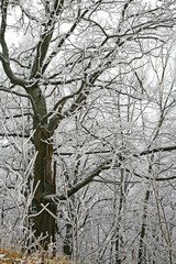 Oak tree in a winter snowy weather