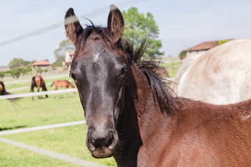 Horse Foal Colt Stud Farm