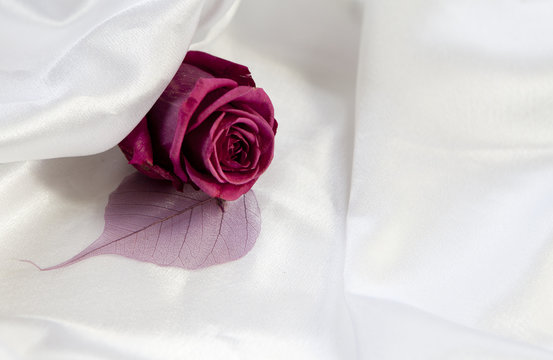 rose fleur de mariée