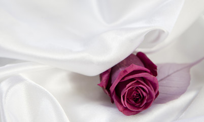 fleur rose sur fond de tissus satiné blanc