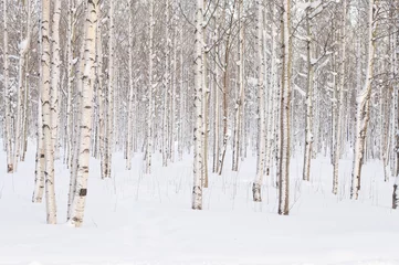 Papier Peint photo autocollant Hiver Winter trees