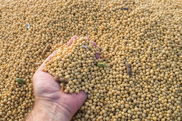 Soybean