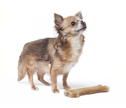 kleiner Chihuahua mit großem Knochen