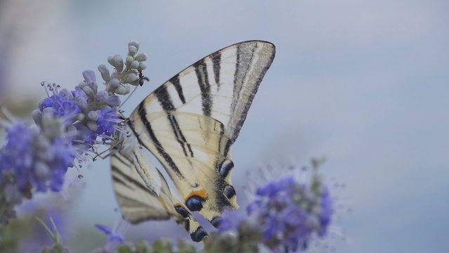 butterfly on flower at beach