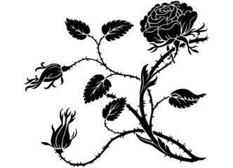 Thorny Rose