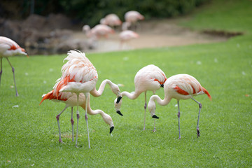 Flock of flamingo birds is grazing on the grass.