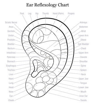 Ear Reflexology Chart Outline