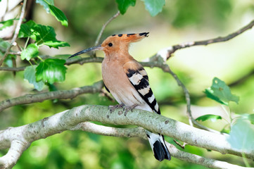 Hoopoe on a branch in a poplar tree