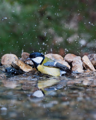 A great tit bathing in the water