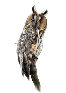 Long-Eared Owl on White