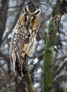 Long-Eared Owl in Winter