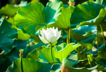 White lotus flower