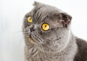 Gray cat