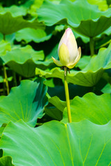Obraz premium Lotus pond