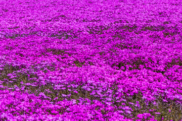 Pink moss phlox flowers and red of one side