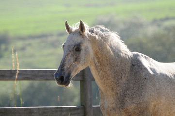 Achal Tekkiner