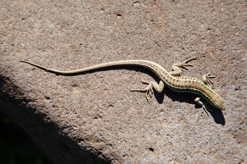 lizard
