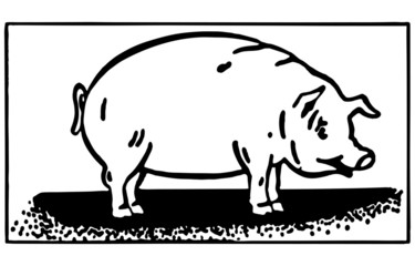 Pig 2