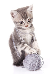 Fototapeta premium beautiful kitten with gray ball