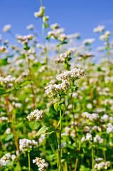 Buckwheat blossoms with blue sky