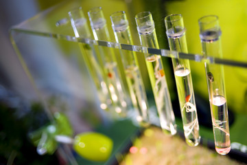 Test tubes with small sprouts plants