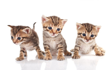 beautiful  tabby kittens
