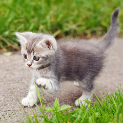 playful gray kitten