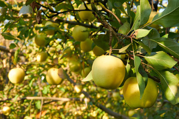 Autumn apple garden