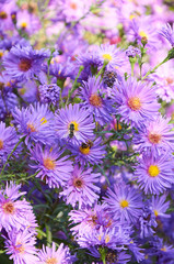 big bush of violet chrysanthemum