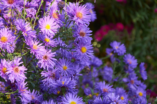 Fototapeta big bush of violet chrysanthemum