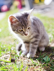 Obraz premium Kitten