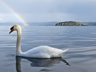 cigno