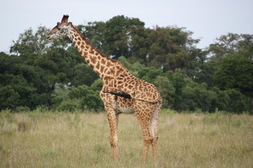 Einsame Giraffe - Kenia
