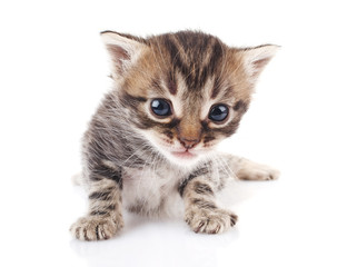 Tabby kitten sitting