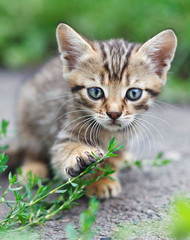 tabby kitten sitting
