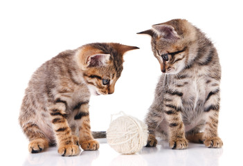tabby kittens