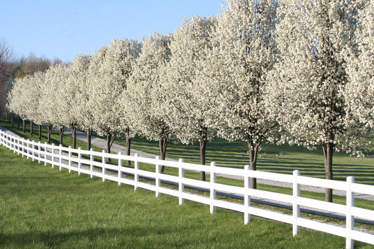 Pear trees along fence