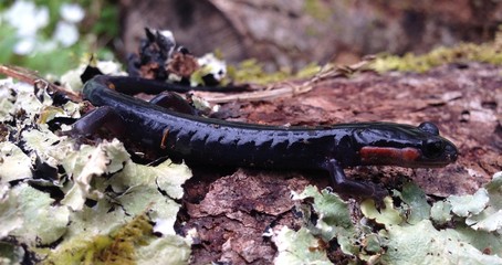 Red-cheeked salamander in the Great Smoky Mountains