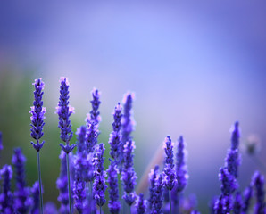 Beautiful purple lavendar stalks background