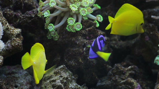 Tropical fishes in an aquarium