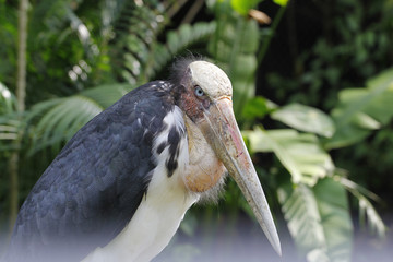 close up Lesser Adjutant ,thailand