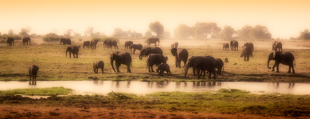 Fototapeta na wymiar Herd of elephants in African delta