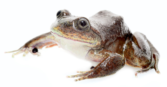 Aquatic frog