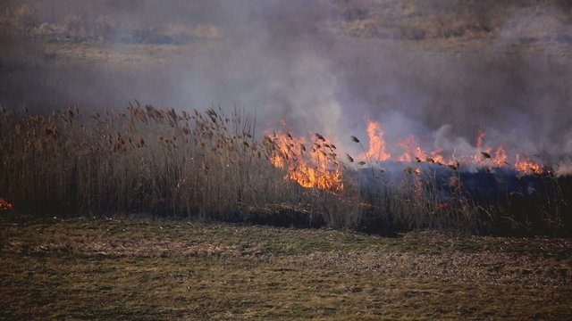 The fire and smoke disaster in the field. close up zoom view