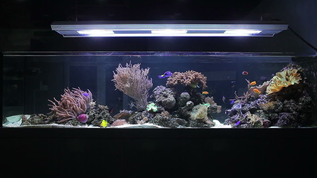Aquarium with corals and tropical fishes