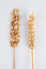 Sprigs of wheat on white background