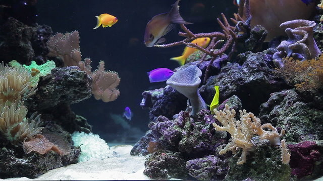 Coral colony on the reef with fishes