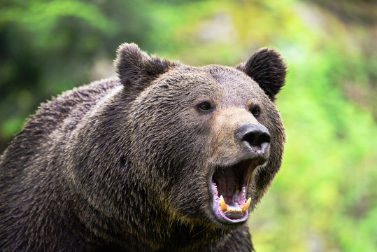 Braunbär brüllt