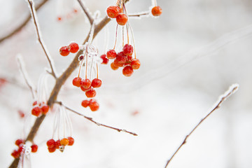 Branch with small frozen berries.