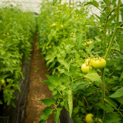 Green Tomatoes in a greenhouse